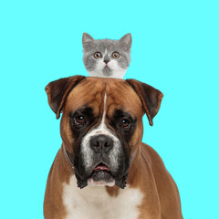 adorable boxer puppy with a little cat on top of his head