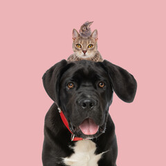 cute black labrador retriever dog with tabby cat and rabbit above his head