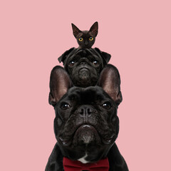 adorable black team of dogs and cat in front of pink background