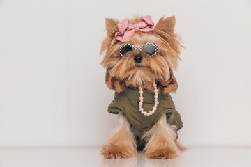 beautiful yorkshire terrier dog with pink bow and necklace, sunglasses and jacket