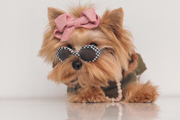 curious yorkie dog with cool accessories looking away over sunglasses