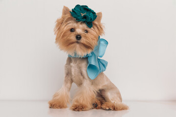 adorable yorkie puppy wearing cute flower bow and blue scarf