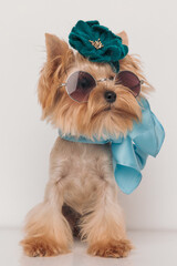 elegant yorkie puppy with cute bow, scarf and sunglasses looking up