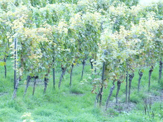 Weinstock Anbau 