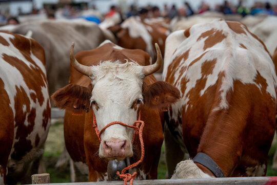 Livestock Fair, the largest cattle show in the Bergamo valleys