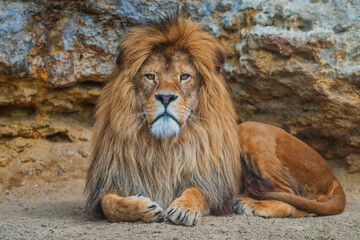 Naklejka na ściany i meble The lion (Panthera leo) is a large mammal of the Felidae (cat) family. 