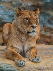 Fototapeta na wymiar The lion (Panthera leo) is a large mammal of the Felidae (cat) family. 