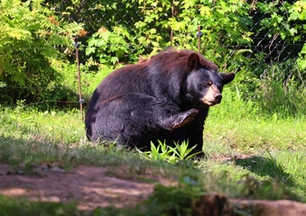 The American black bear  is a medium-sized bear native to North America.