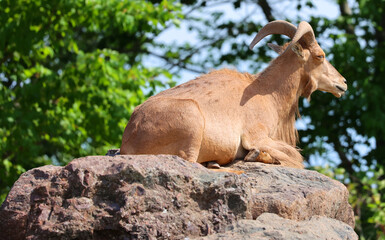 Fototapeta premium The Barbary sheep (Ammotragus lervia), also known as aoudad is a species of caprine native to rocky mountains in North Africa.