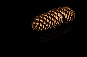 close up of a feather