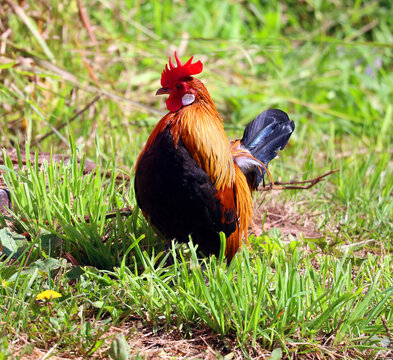 A rooster, also known as a cockerel or cock, is a male gallinaceous bird, usually a male chicken (Gallus gallus domesticus).