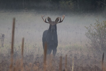 Bull moose standing in a field on a foggy morning. 