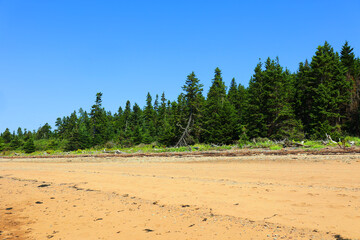 Forest shore in the Bay of Fundy in Sackville New Brunswick, Canada - obrazy, fototapety, plakaty