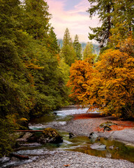 Fall In Olympic National Park Washington State