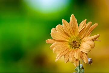 chrysanthemum, single blooming flower from close range on a delicate blurred background, orange inflorescence