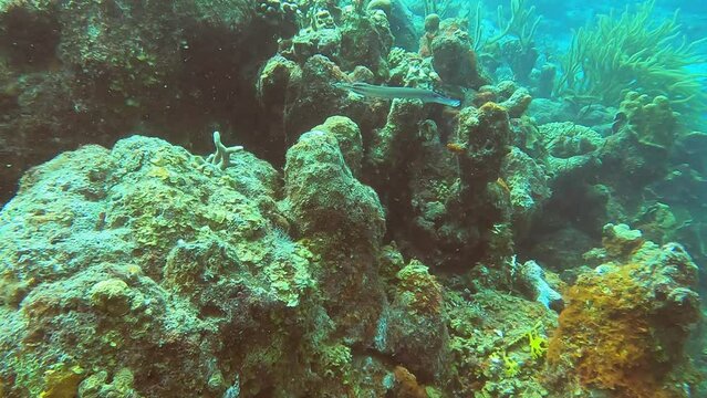 scuba diving in curacao underwater world