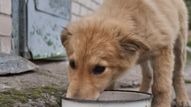Homeless red dog greedily eats food from a bowl. Little frightened street dog eats soup on the street. A hungry abandoned beast laps up the soup