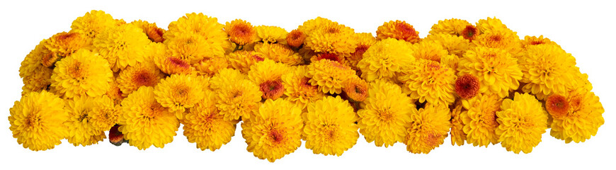 Yellow autumn flowers transparent background