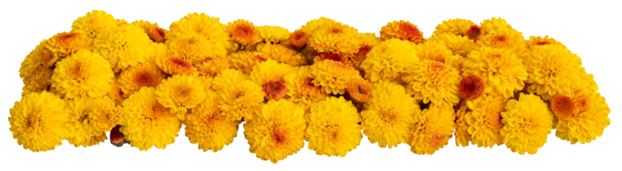  Yellow autumn flowers transparent background © Elszab Creative