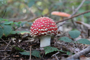 a red toadstool and green blackberry bush leaves in a forest in autumn