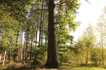 a big oak tree in a green forest in belgium at a sunny day in autumn