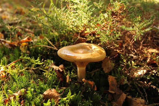 a beautiful brown clitocybe mushroom between green moss in a forest in autumn closeup