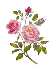 Roses. Botanical watercolor illustration. Peach and pink roses, buds and leaves isolated on a white background