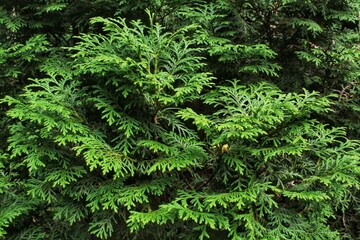 Green branches of thuja tree. Evergreen chinese cypress tui coniferous. Thuya juniper twig....