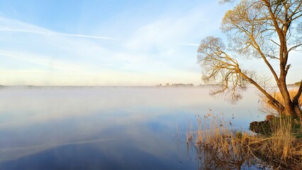Fototapeta premium The early morning rays of the rising sun illuminate the branches of the willow tree growing on the grassy shore of the lake and the reeds standing in the water. The fog swirls over the water