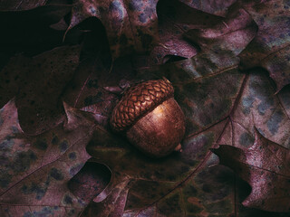 acorn on leaf