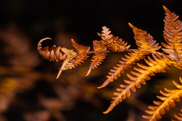 close up of fern leaf