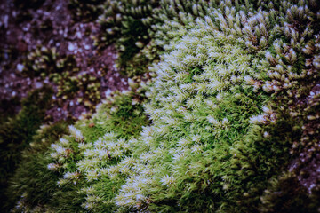 Obraz premium green moss background