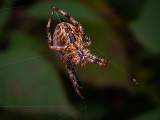 spider on a web
