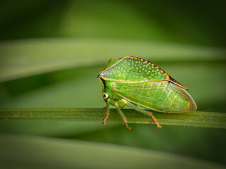 green shield bug