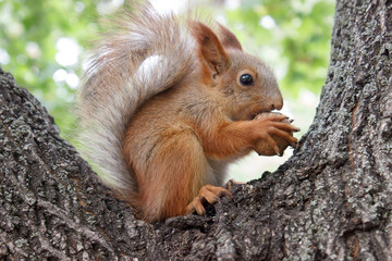 Naklejka na ściany i meble Squirrel with a nut on a tree.