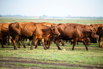 Herd of cows walking and going on pasture to graze.