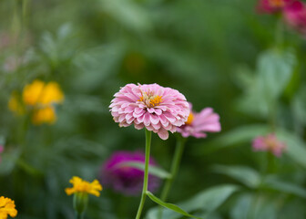 Obraz premium Wild Zinnias in City