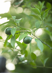 Lemon Tree in Sunlight