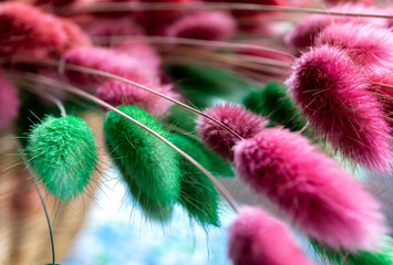 painted dried flowers of lagurus. pink and green color.