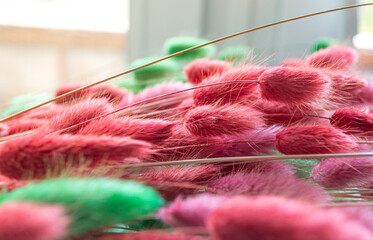 painted dried flowers of lagurus. pink and green color.