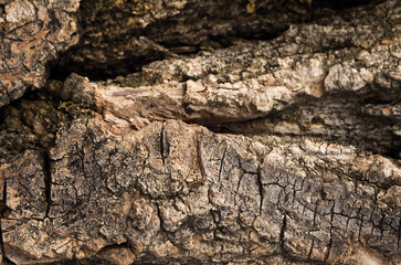 The bark of an old tree. Natural background