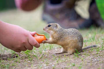 ground squirrel feeding before winter sleep