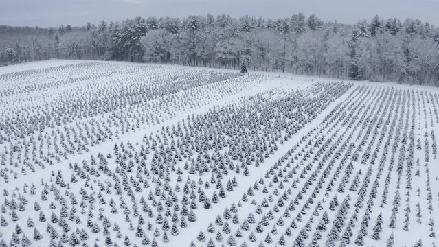 Cinematic Drone Footage Of Evergreen Christmas Trees Freshly Covered In Snow In The Berkshires Of Massachusetts