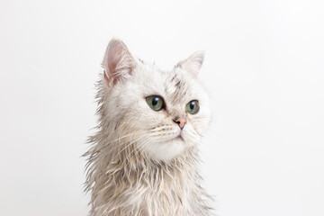 Portrait of wet white cute cat, after bathing, on white background