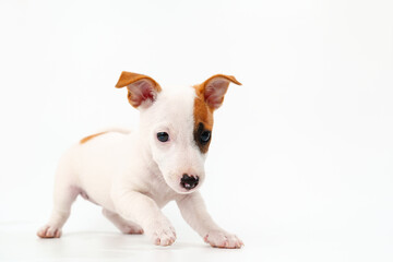 Fototapeta premium a jack russell terrier puppy on a white background. poster