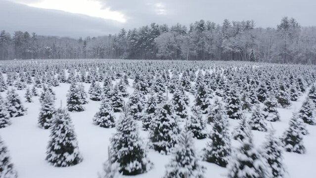 Cinematic drone footage of Evergreen Christmas trees freshly covered in snow in the Berkshires of Massachusetts