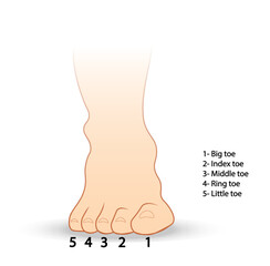 Foot fingers names illustration. Front view of the foot