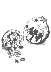 Pomegranate bark medicinal plants for health