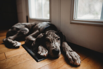 Great Dane puppy laying down