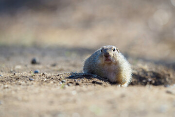 Ground Squirrel feeding before winter sleep
